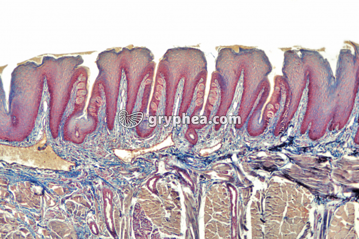 Papilles gustatives x10 - gryphea.org